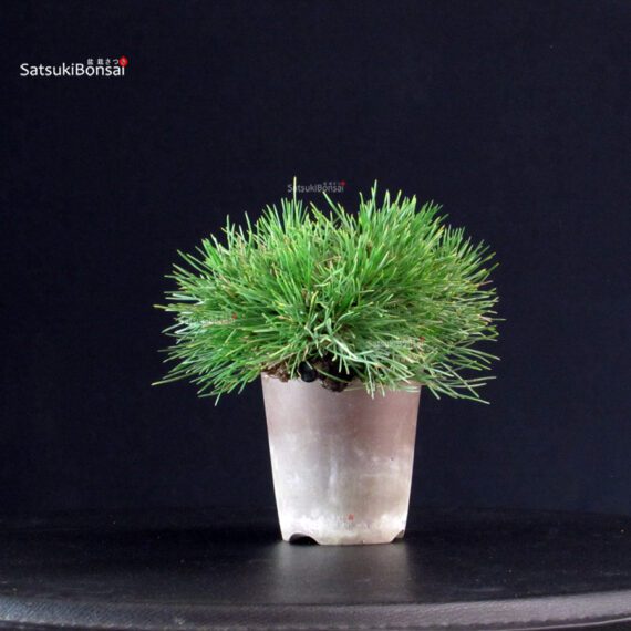 Pinus Thunbergii - Pino nero - immagine 2