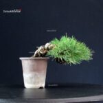 Pinus Thunbergii - Pino nero - immagine 3