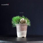 Pinus Thunbergii - Pino nero - immagine 4