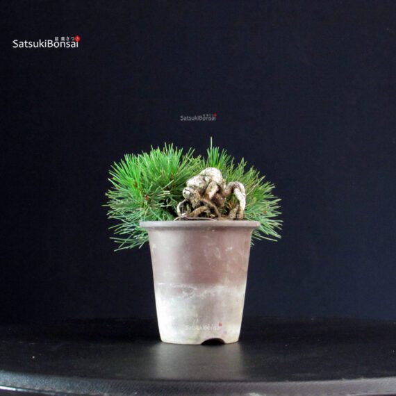 Pinus Thunbergii - Pino nero - immagine 4