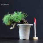 Pinus Thunbergii - Pino nero