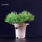 Pinus Thunbergii - Pino nero - immagine 2