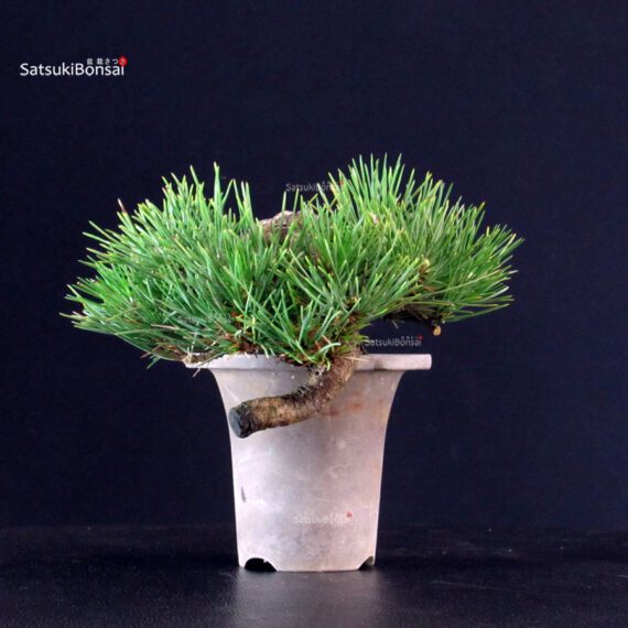Pinus Thunbergii - Pino nero - immagine 2