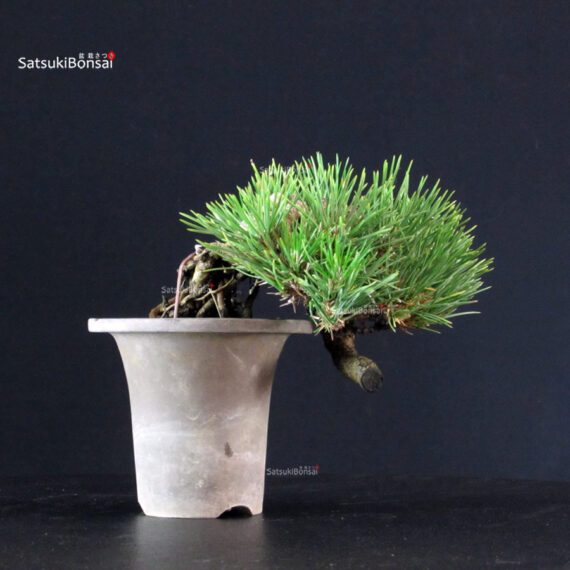Pinus Thunbergii - Pino nero - immagine 3
