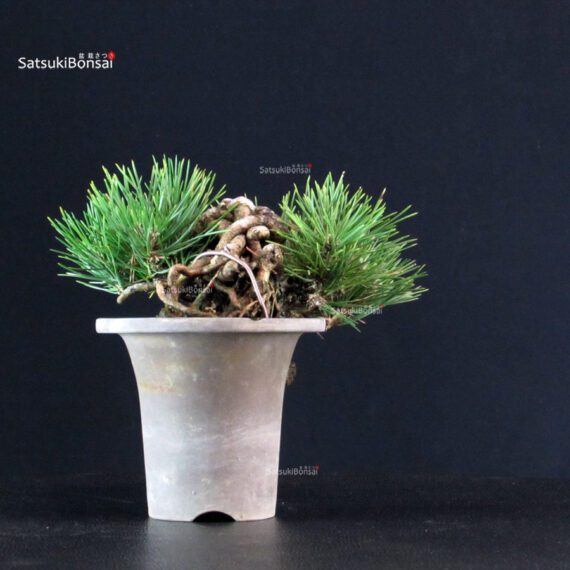 Pinus Thunbergii - Pino nero - immagine 4