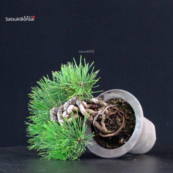 Pinus Thunbergii - Pino nero - immagine 5
