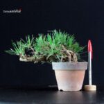 Pinus Thunbergii - Pino nero