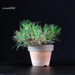 Pinus Thunbergii - Pino nero - immagine 4