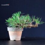 Pinus Thunbergii - Pino nero - immagine 3