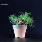 Pinus Thunbergii - Pino nero - immagine 2