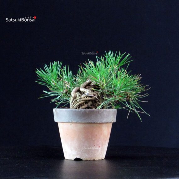 Pinus Thunbergii - Pino nero - immagine 2