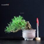 Pinus Thunbergii - Pino nero
