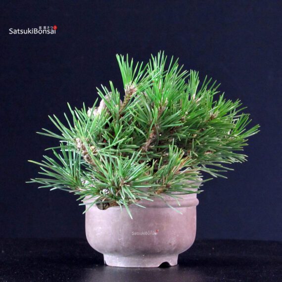 Pinus Thunbergii - Pino nero - immagine 2