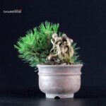Pinus Thunbergii - Pino nero - immagine 3