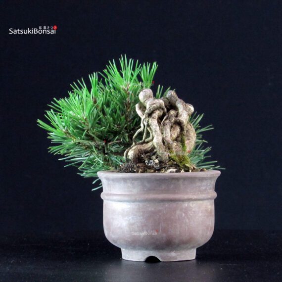 Pinus Thunbergii - Pino nero - immagine 3