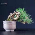 Pinus Thunbergii - Pino nero - immagine 4
