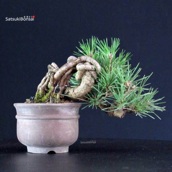 Pinus Thunbergii - Pino nero - immagine 4