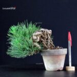 Pinus Thunbergii - Pino nero