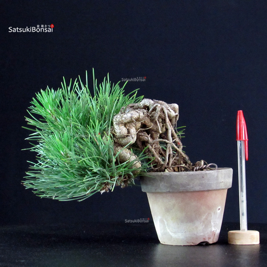 5809_1-Pinus-Thunbergii Pinus Thunbergii - Pino nero - immagine 1