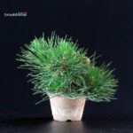 Pinus Thunbergii - Pino nero - immagine 2