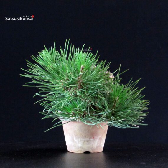 Pinus Thunbergii - Pino nero - immagine 2