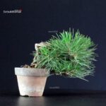 Pinus Thunbergii - Pino nero - immagine 3