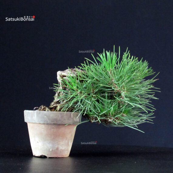 Pinus Thunbergii - Pino nero - immagine 3