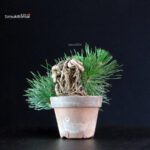 Pinus Thunbergii - Pino nero - immagine 4