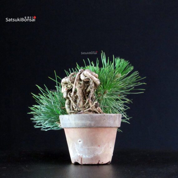 Pinus Thunbergii - Pino nero - immagine 4