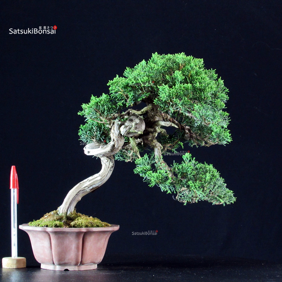 5877_1-Juniperus-chinensis-itoigawa Juniperus Chinensis Itoigawa - immagine 1
