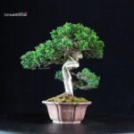 Juniperus Chinensis Itoigawa - immagine 2