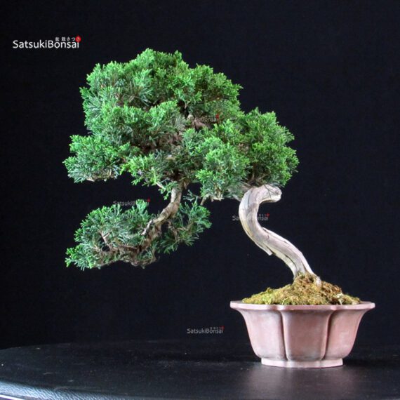 Juniperus Chinensis Itoigawa - immagine 3