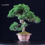 Juniperus Chinensis Itoigawa - immagine 4