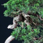 Juniperus Chinensis Itoigawa - immagine 5