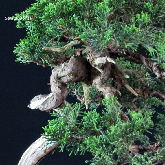 Juniperus Chinensis Itoigawa - immagine 5