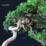 Juniperus Chinensis Itoigawa - immagine 6