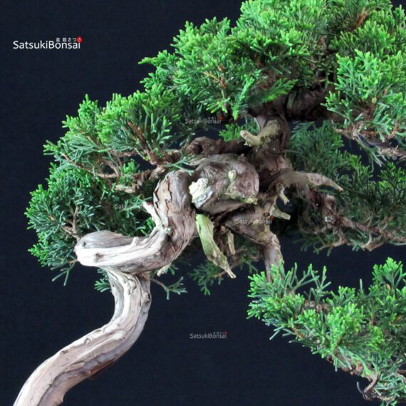 Juniperus Chinensis Itoigawa - immagine 6