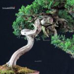 Juniperus Chinensis Itoigawa - immagine 7