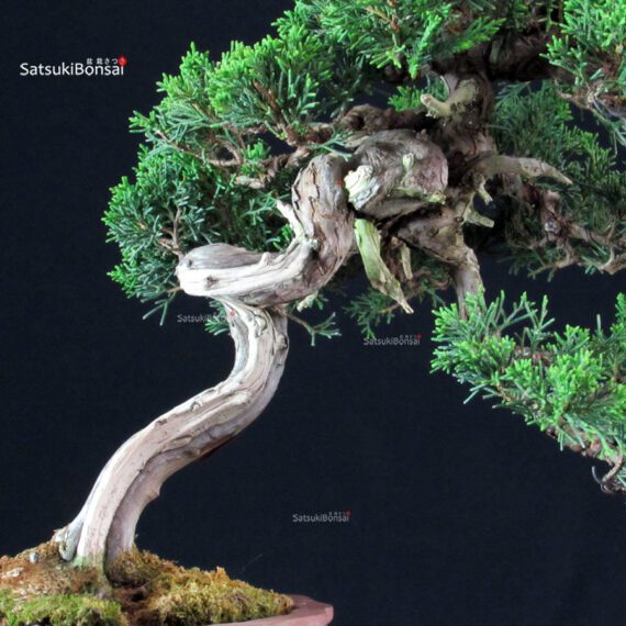Juniperus Chinensis Itoigawa - immagine 7