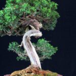 Juniperus Chinensis Itoigawa - immagine 8