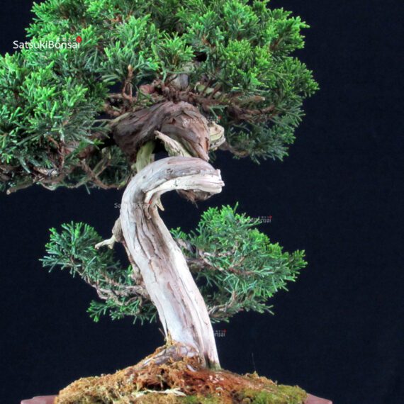 Juniperus Chinensis Itoigawa - immagine 8