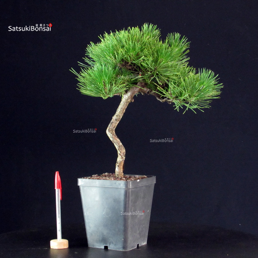 5906_1-Pinus-thunbergii-pino-nero Pinus Thunbergii - Pino nero - immagine 1
