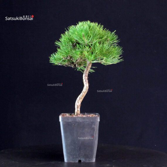 Pinus Thunbergii - Pino nero - immagine 2