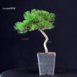 Pinus Thunbergii - Pino nero - immagine 3