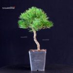 Pinus Thunbergii - Pino nero - immagine 4