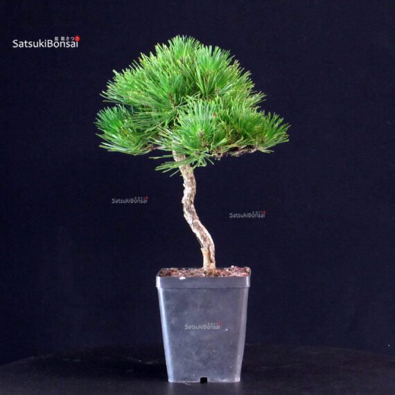 Pinus Thunbergii - Pino nero - immagine 4