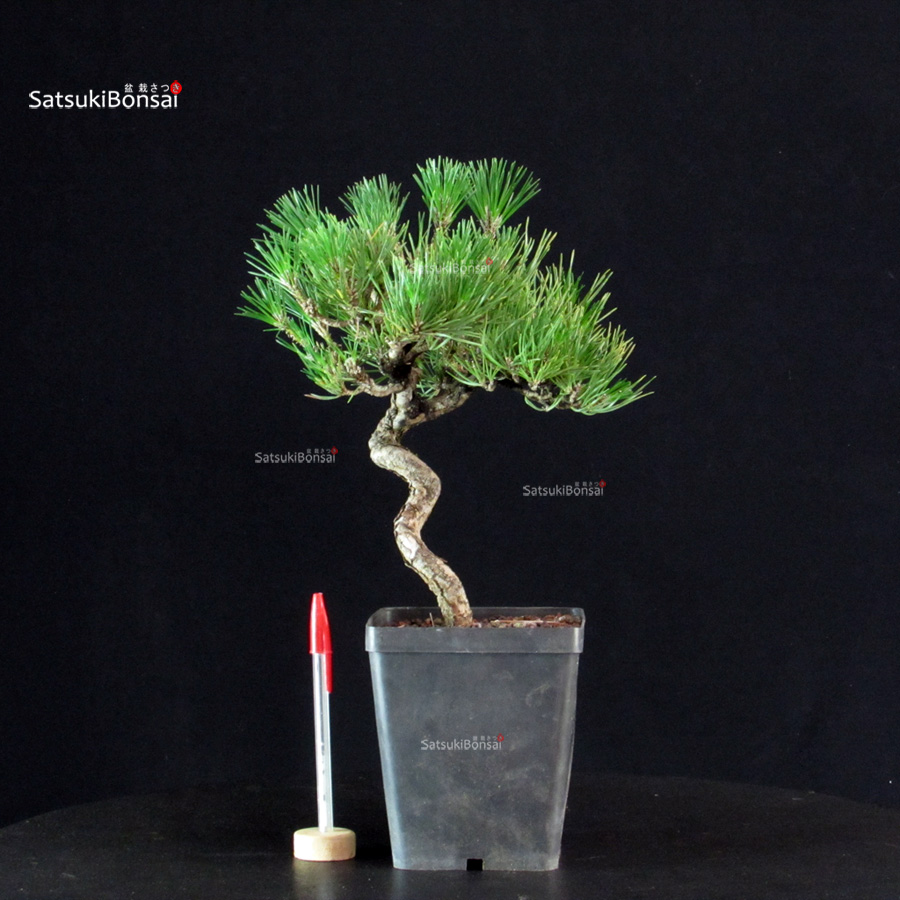5907_1-Pinus-thunbergii-pino-nero Pinus Thunbergii - Pino nero - immagine 1