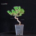 Pinus Thunbergii - Pino nero - immagine 2