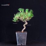 Pinus Thunbergii - Pino nero - immagine 3