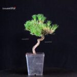 Pinus Thunbergii - Pino nero - immagine 4